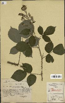 spécimen de Rubus macrostachys