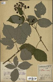 spécimen de Rubus macrostachys