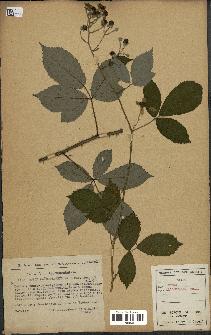 spécimen de Rubus macrostachys