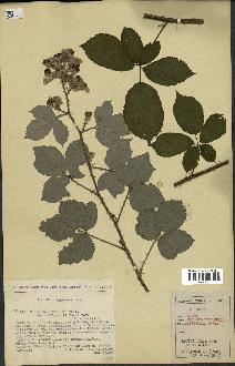 spécimen de Rubus macrostachys