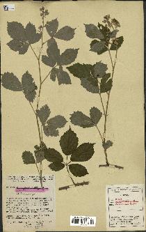 spécimen de Rubus macrostachys