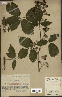 spécimen de Rubus macrostachys