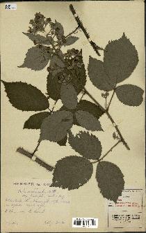 spécimen de Rubus macrostachys