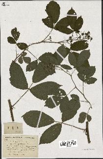 spécimen de Rubus serpens