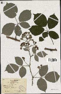 spécimen de Rubus bifrons