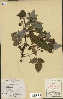 spécimen de Rubus idaeus