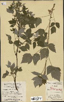 spécimen de Rubus idaeus