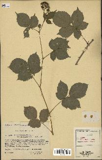 spécimen de Rubus imbricatus