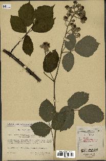 spécimen de Rubus imbricatus