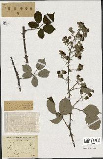 spécimen de Rubus vulgaris