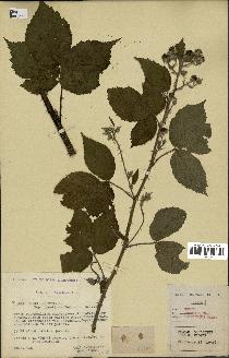 spécimen de Rubus infestus