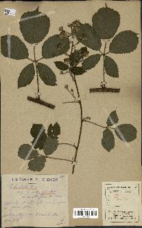 spécimen de Rubus hirtus