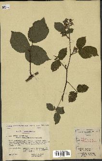 spécimen de Rubus hirtus