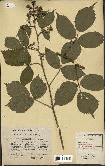 spécimen de Rubus hirtus