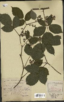 spécimen de Rubus hirtus