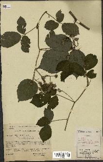 spécimen de Rubus hirtus