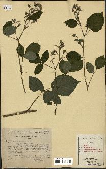 spécimen de Rubus hirtus