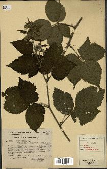 spécimen de Rubus hirtus