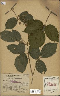 spécimen de Rubus hirtus