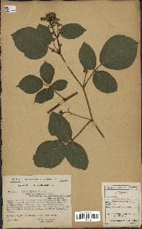 spécimen de Rubus hirtus