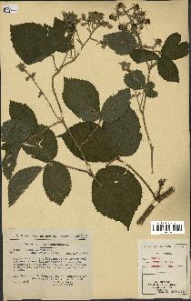 spécimen de Rubus hirtus