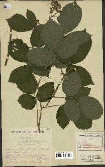 spécimen de Rubus hirtus