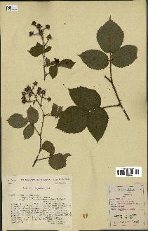 spécimen de Rubus hirtus