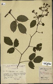 spécimen de Rubus hirtus