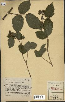 spécimen de Rubus hirtus