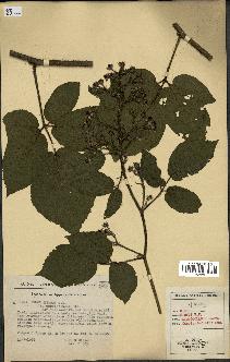 spécimen de Rubus hirtus