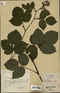 spécimen de Rubus hirtus