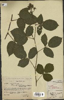 spécimen de Rubus hirtus