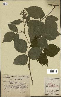 spécimen de Rubus hirtus