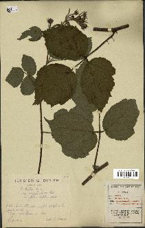 spécimen de Rubus hirtus