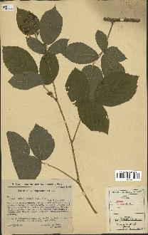 spécimen de Rubus hirtus