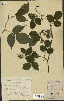 spécimen de Rubus hirtus