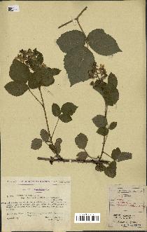 spécimen de Rubus hirtus