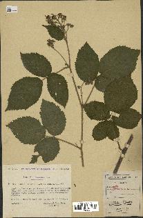 spécimen de Rubus hirtus