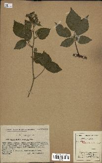 spécimen de Rubus hirtus