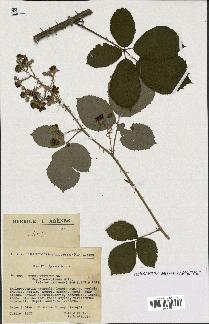 spécimen de Rubus vestitus