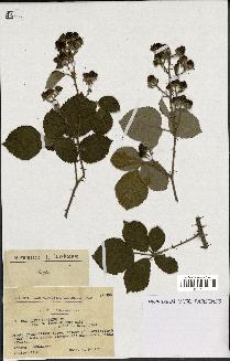 spécimen de Rubus vestitus