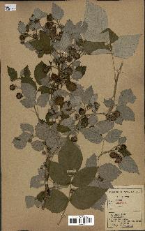 spécimen de Rubus idaeus