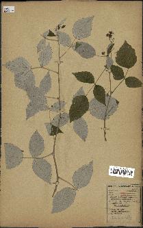 spécimen de Rubus idaeus