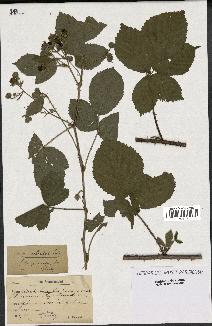 spécimen de Rubus ciliatus