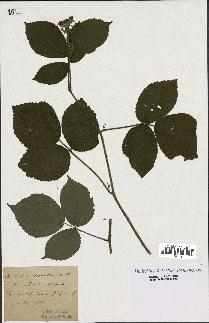 spécimen de Rubus tereticaulis