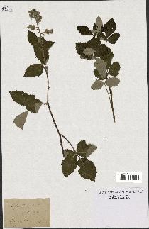 spécimen de Rubus tomentosus