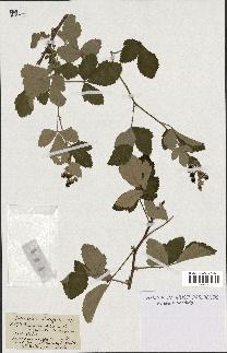 spécimen de Rubus tomentosus