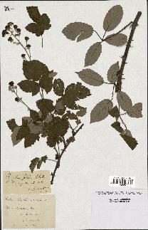 spécimen de Rubus ulmifolius