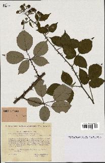 spécimen de Rubus cuspidifer