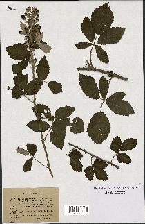 spécimen de Rubus lloydianus